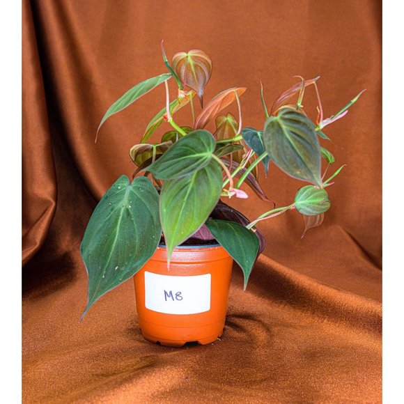 Philodendron Micans 4" US Seller Potted RARE Philo - Picture 1 of 1